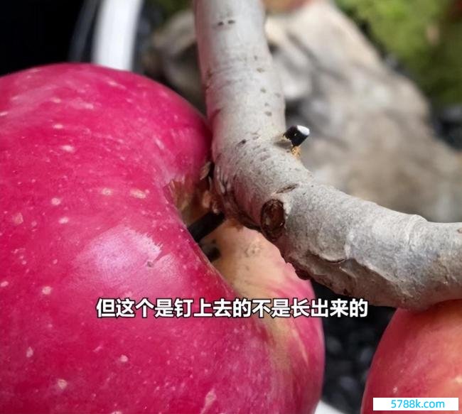 花488买了盆假苹果盆栽：苹果真是王人是钉上去的