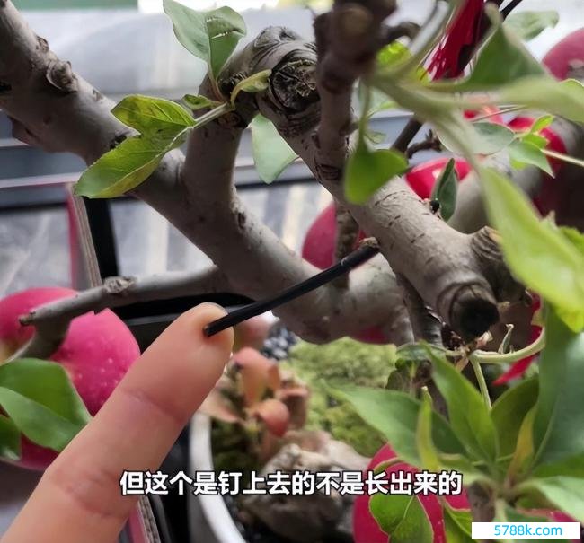 花488买了盆假苹果盆栽：苹果真是王人是钉上去的