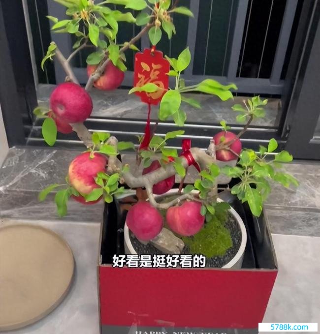 花488买了盆假苹果盆栽：苹果真是王人是钉上去的